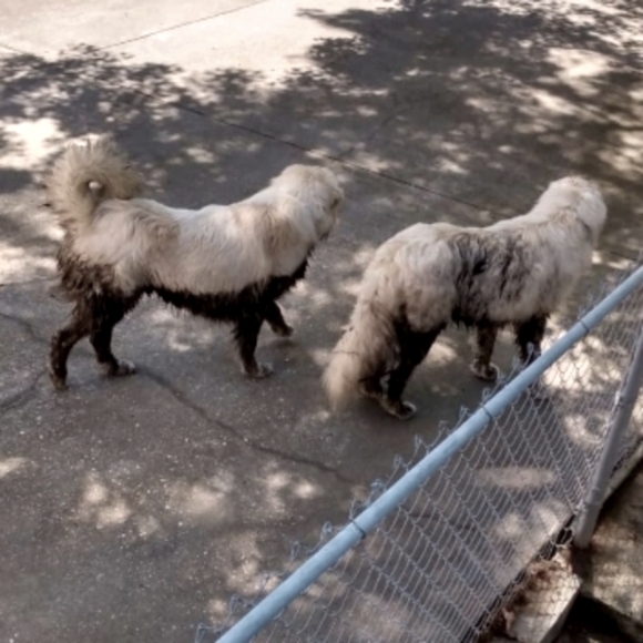 RITZY BITZ - Picture 12 of 15